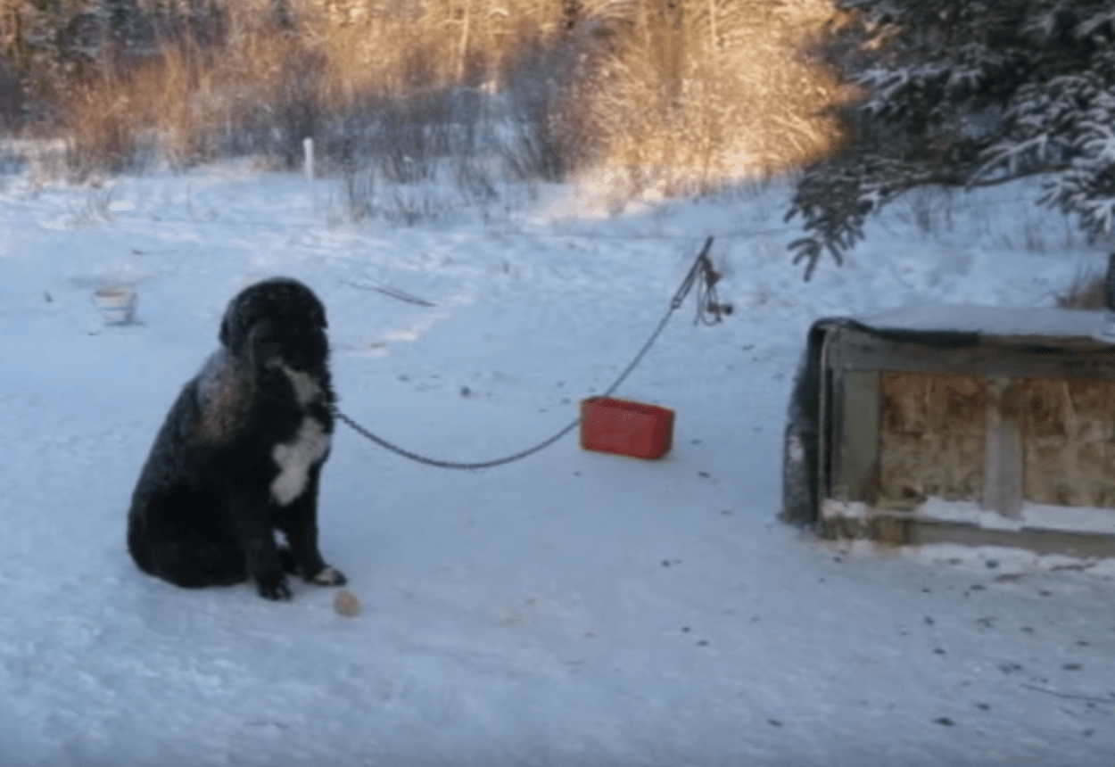 Par temps glacial, un chien enchaîné a été trouvé à tour de rôle en gardant une patte hors du sol froid