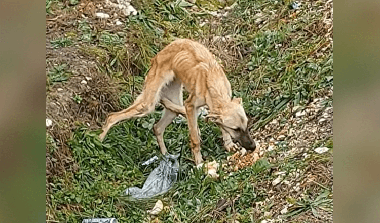 Il a trouvé un chien effrayé qui ne fait pas du tout confiance aux gens et qui est très triste