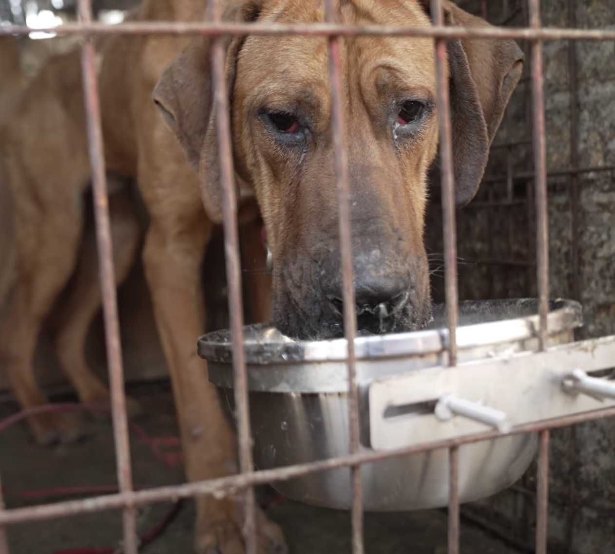 Le dernier chien à sauver de la ferme à viande, Robin avait peur de quitter son chenil