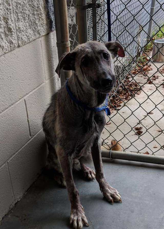 Le chien d’une femme pleure de détresse après avoir trouvé un chien malade près d’un sac poubelle