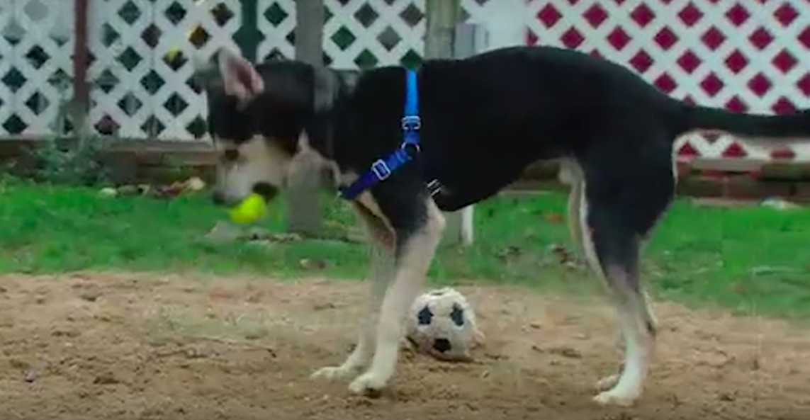 Chien torturé par un collier de chiot, négligé puis soigné