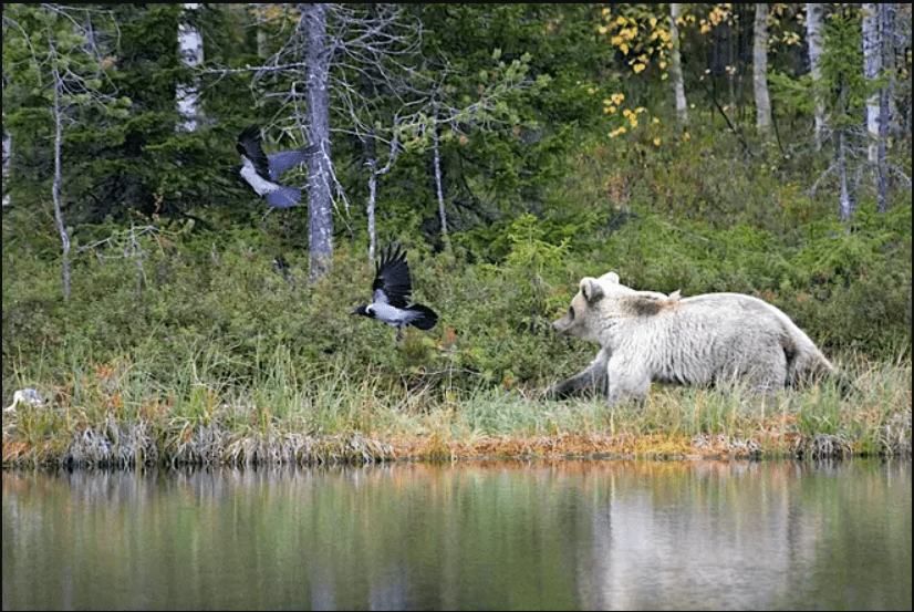 Un ours blanc très rare filmé par un professeur du Centre des ressources naturelles