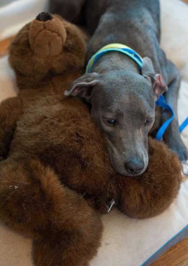 Une chienne abandonnée avec son ours en peluche a un nouveau père qui ne l’abandonnerait jamais