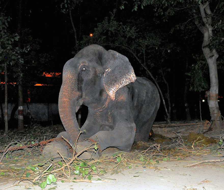 L’éléphant Raju pleure après avoir été sauvé de 50 ans de souffrance dans les chaînes