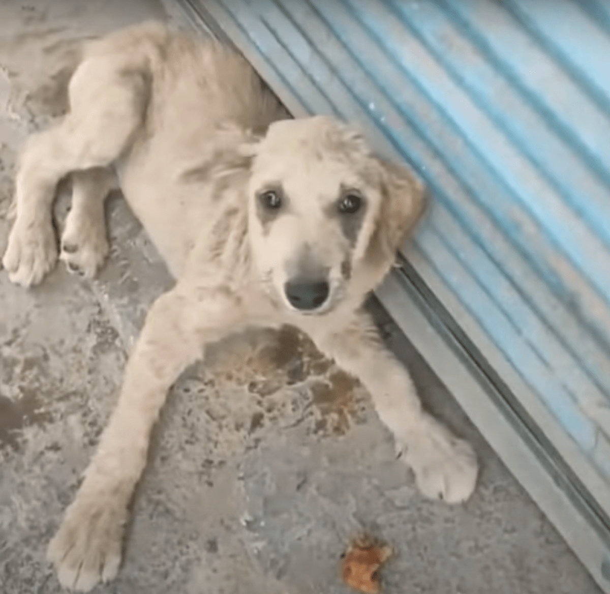 Un chiot mal battu s’est senti indigne, a regardé sa patte et s’est rendu compte qu’il comptait