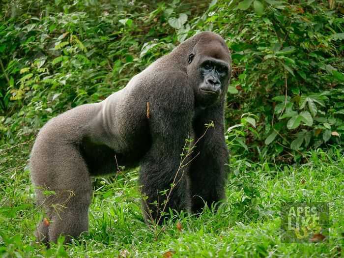 Un énorme gorille forme une amitié réconfortante avec un petit bébé buisson