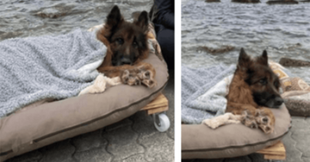 Chien âgé et paralysé qui a été abandonné, rencontre la mer et le véritable amour avant de mourir