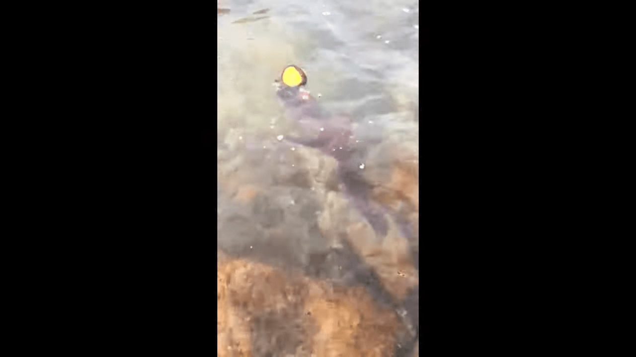 Un chien impuissant ne peut que regarder un bras du fond saisir sa balle