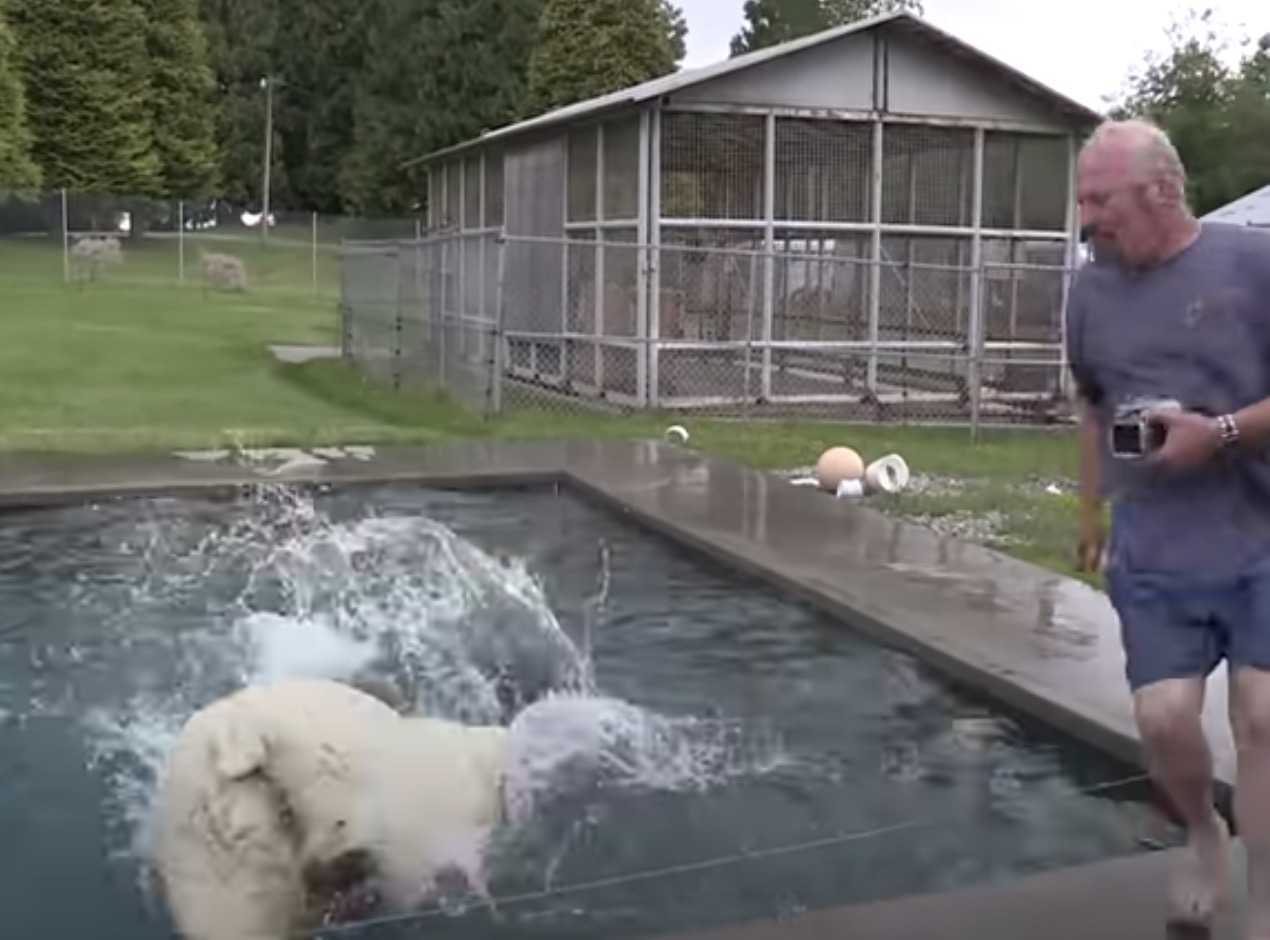 Un homme nage avec un ours polaire blanc qu’il a élevé pendant plus de deux décennies