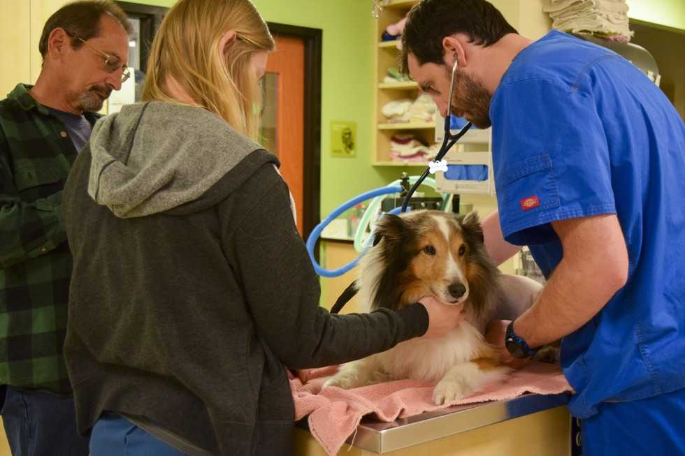 Un chien paralysé était sur le point d’être euthanasié jusqu’à ce que le vétérinaire sente une tique