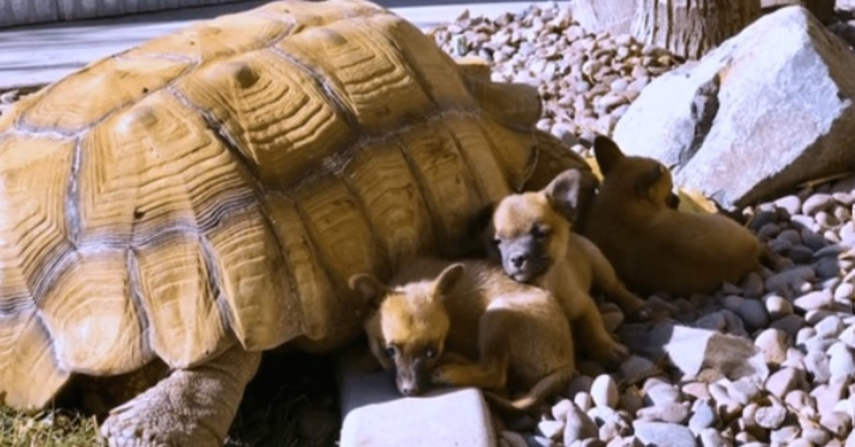 Des chiots abandonnés se lient d’amitié avec une tortue géante solitaire