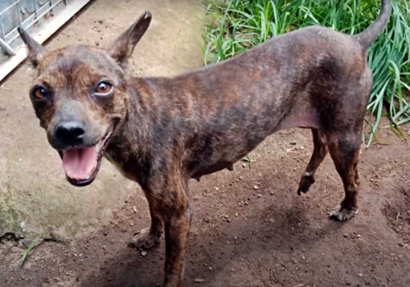 Des sauveteurs suivent un chien errant affamé et malade jusqu’à ce qu’il s’effondre dans la rue