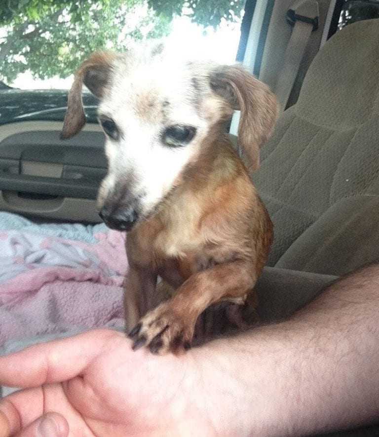 Un homme sauve un vieux chien de l’autoroute, mais sa femme lui dit qu’ils ne peuvent pas le garder