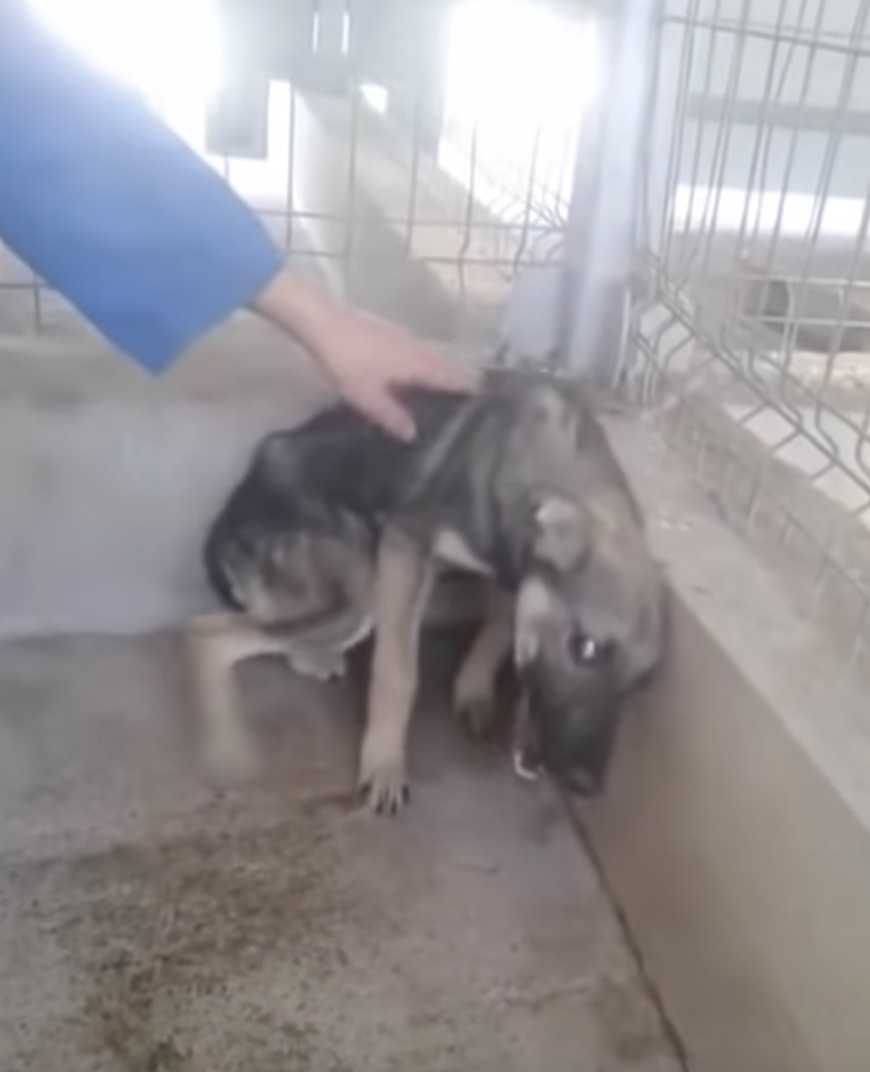 Le chien maltraité est caressé pour la première fois. Elle pleure de joie quand une femme la touche